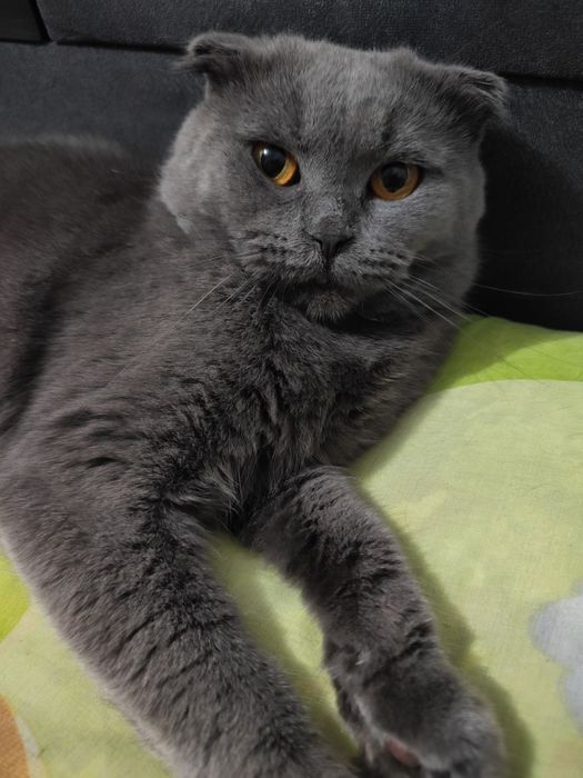 Шотладські кошенята