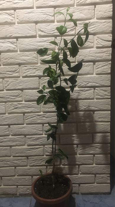 Продам Лимон