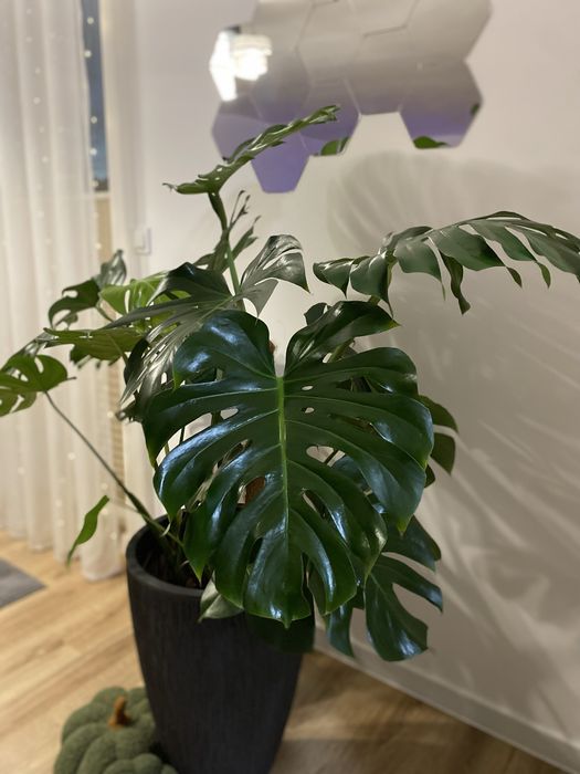 Zdrowa, ogromna monstera