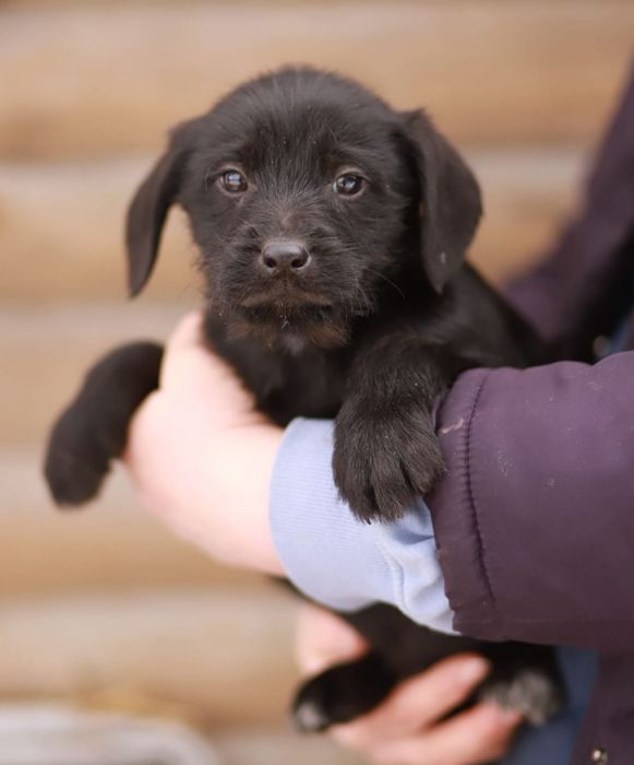 Wesołe, rozbiegane maluchy szukają kochających domów