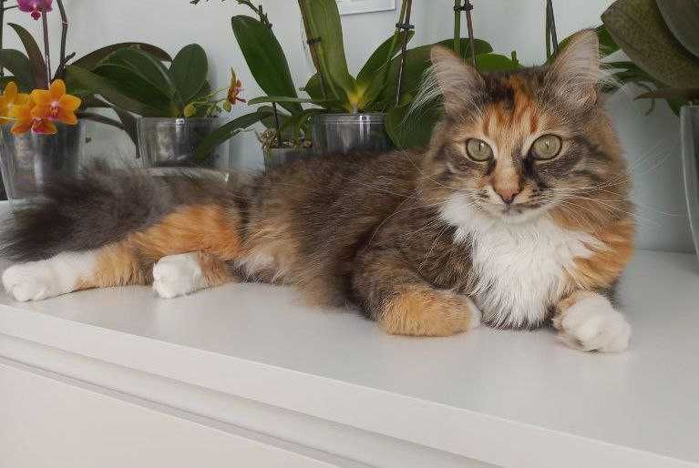 Шукаю! Допоможіть повернути!