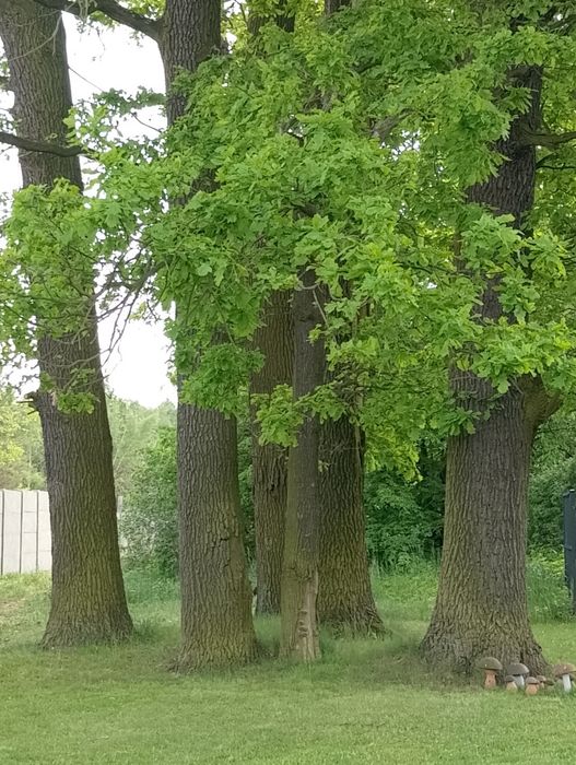 Sprzedam DĘBY 6 sztuk.