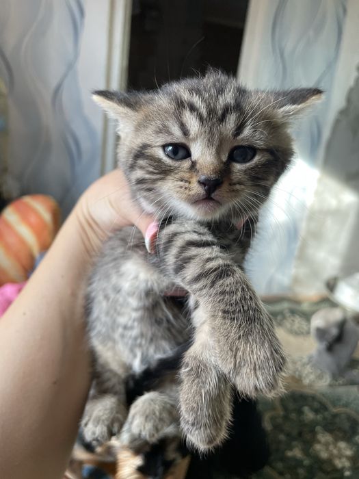 Котята від Шотландської мами