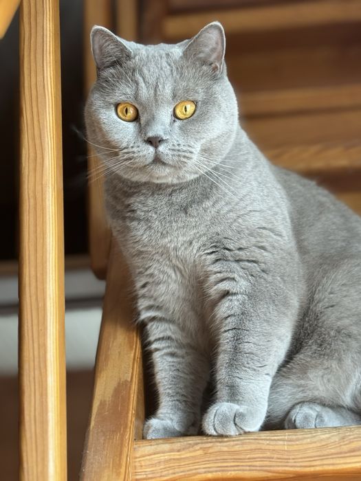 Британські коти, брати, безкоштовно, лише в добрі руки