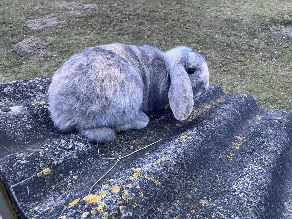 Продам кроличку та кроленята породи  Баран