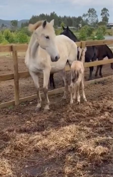 Égua Puro Sangue Lusitano – Excelente Reprodutora