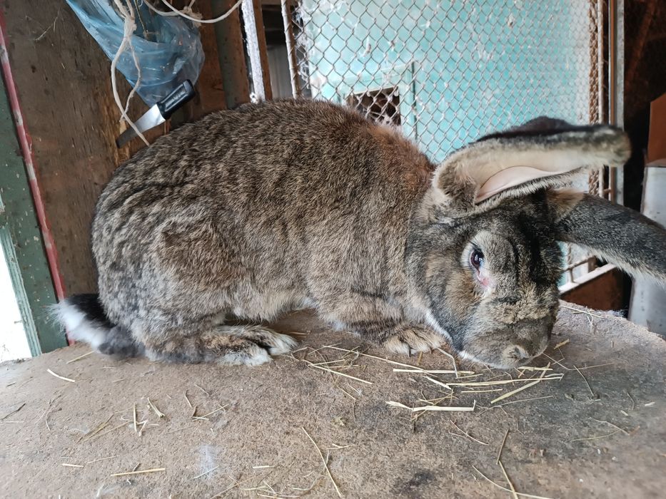 Дорослі кролі фландер