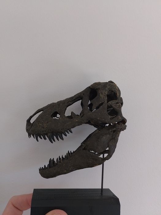 Replika Czaszki T-rexa miniatura