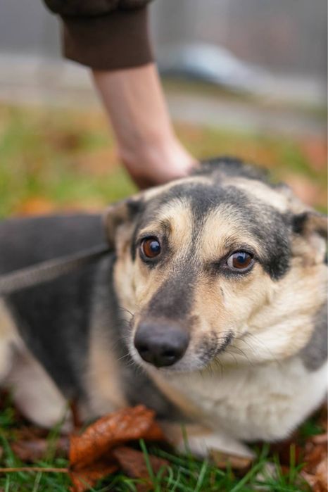 Малиш - невеличкий песик в добрі руки!