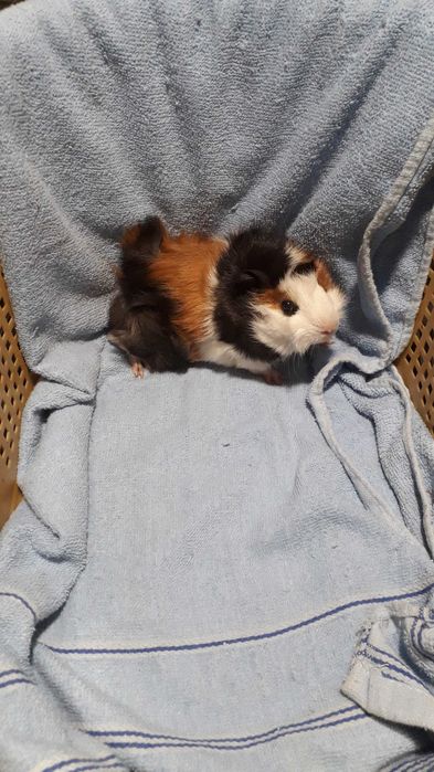 Морські свинки, розетка,тедді.