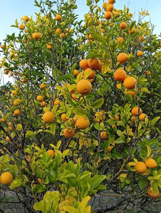 LIMÃO YUZO (Japonês)