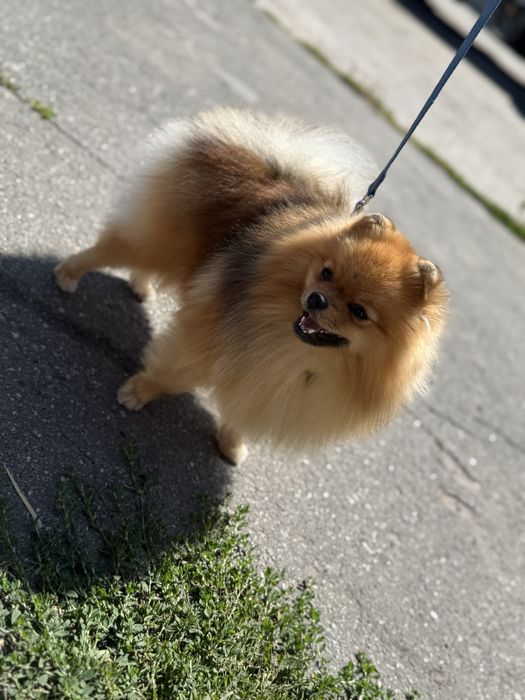 Померанський Шпіц вязка