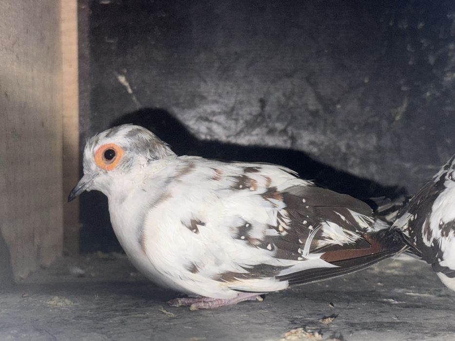 Gołąbki diamentowe szek czarny para