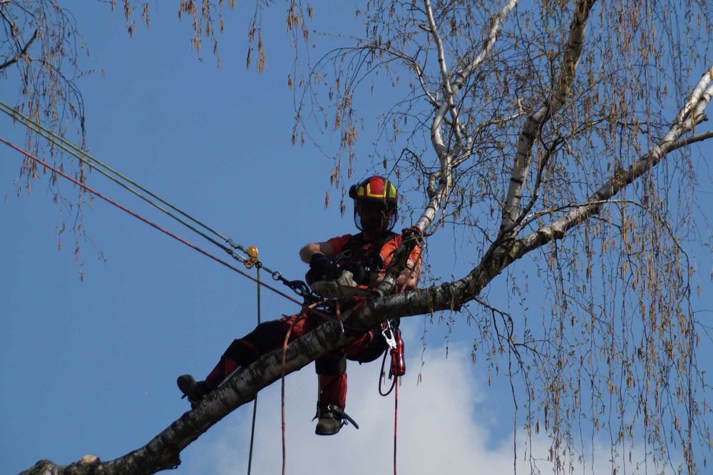 Wycinka, pielęgnacja drzew, usuwanie gałęzi, alpinistycznie, podnośnik