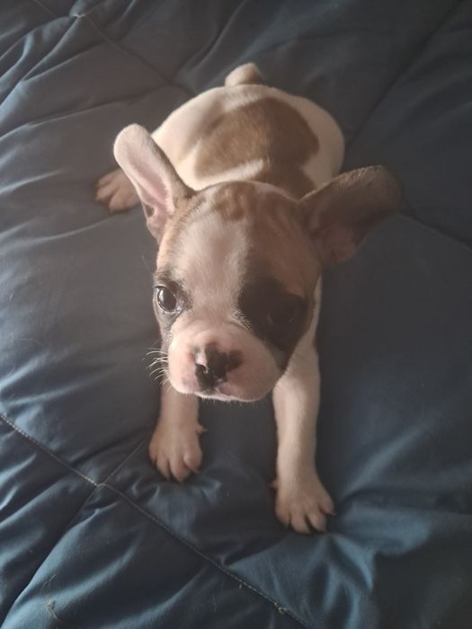 Bulldog frances fêmea