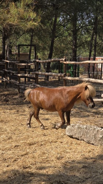 Póneis 2 fêmeas e 1 macho castrado
