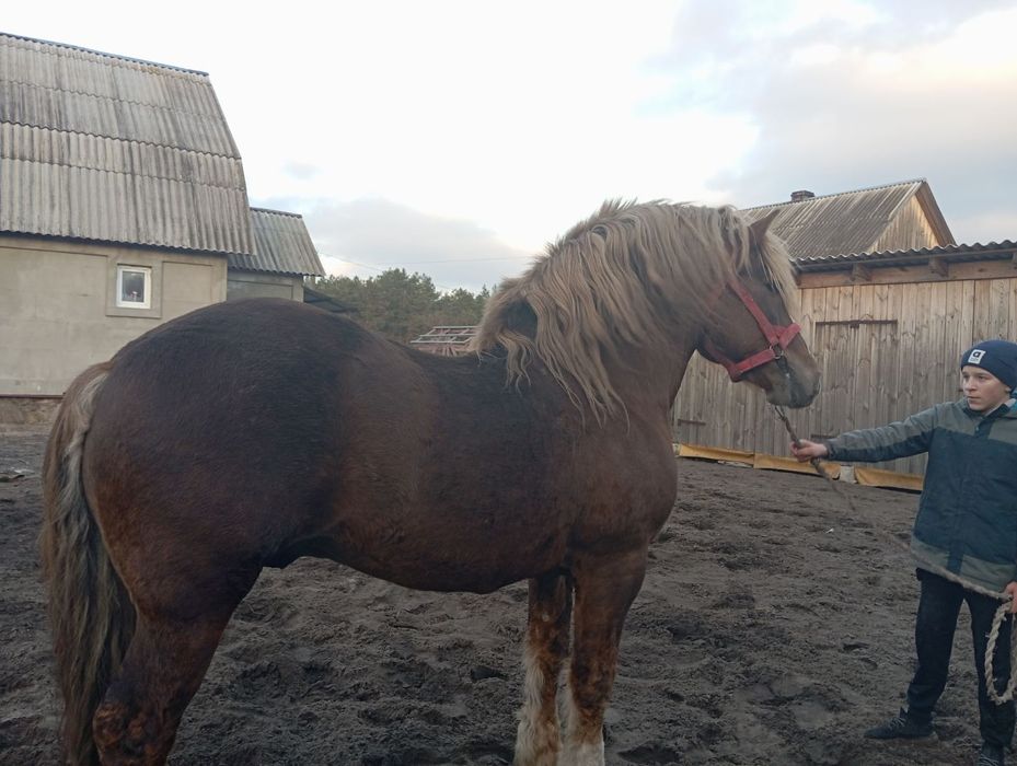 Продам жеребця з документами