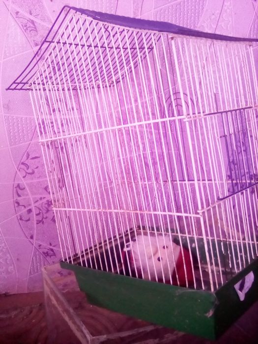 Клітка для папуг недорого