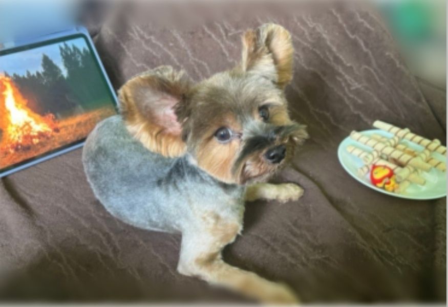 Хлопець шукає дівчинну