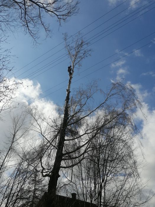 Wycinka drzew,usługi RĘBAKIEM, sprzątanie liści, kultywacja ogródka