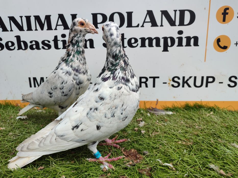 Gołębie. Pocztowy. Pocztowe. Almond. Możliwy transport