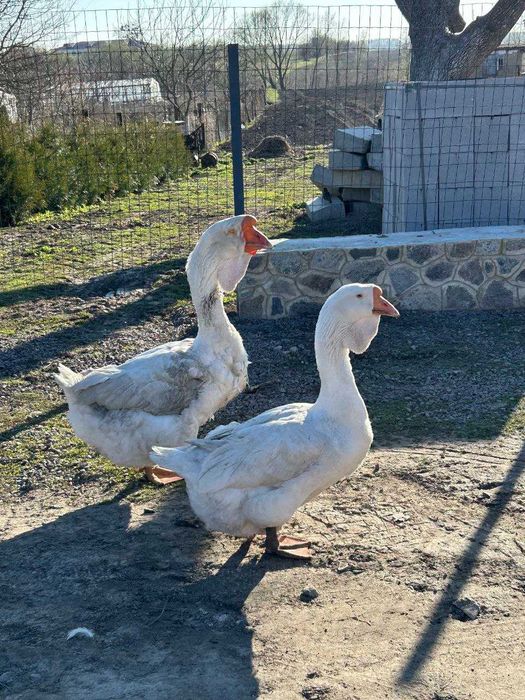 Приймаю  замовлення на гусенят породи "Холмогори"