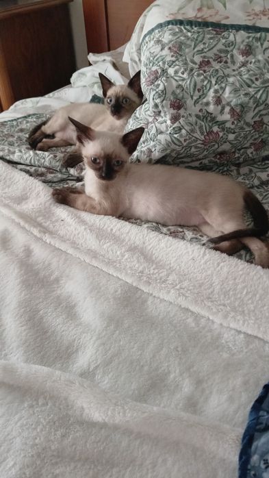 Gatinhas para adoçao