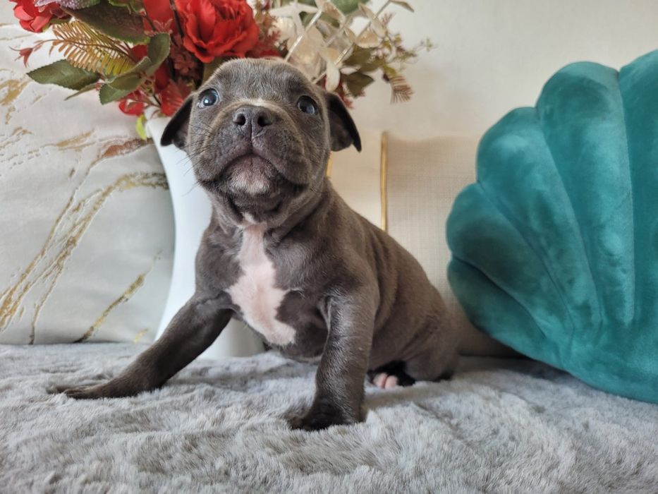Urocza suczka Amstaff!
