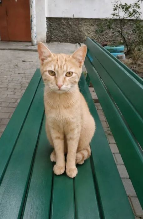 Отдам даром в добрые руки котят