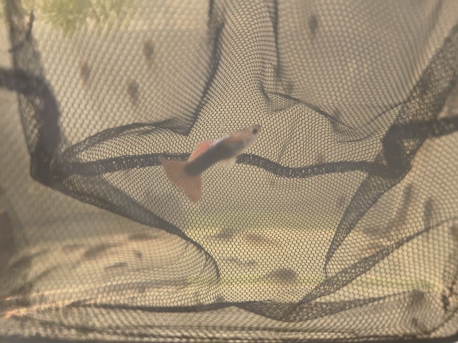 Gupika koi tuxedo samce