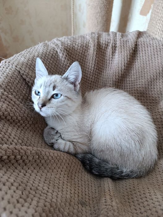 Отдам котёнка-мальчика