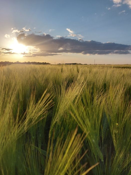 Jęczmień ozimy paszowy