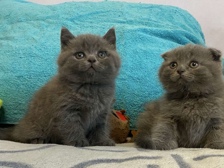Продам британських котенят