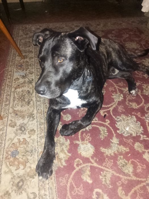 Zeus para adoção responsável