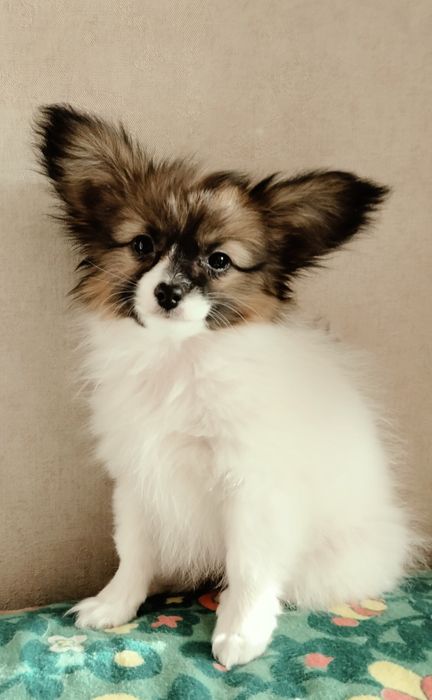 Папійон щеня 2.5 місяці. Хоче до дому