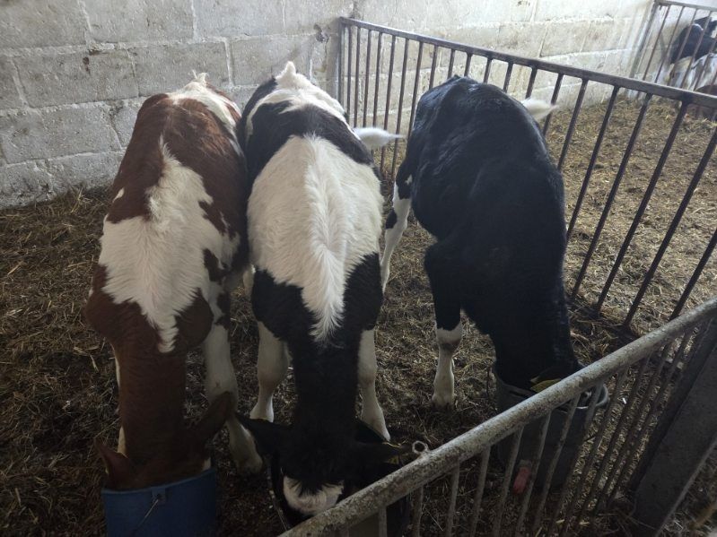 Sprzedam 3szt odchowane MM