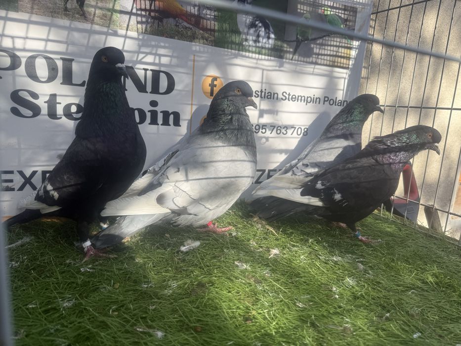 Gołębie. Ryś. Rysie. Możliwy transport