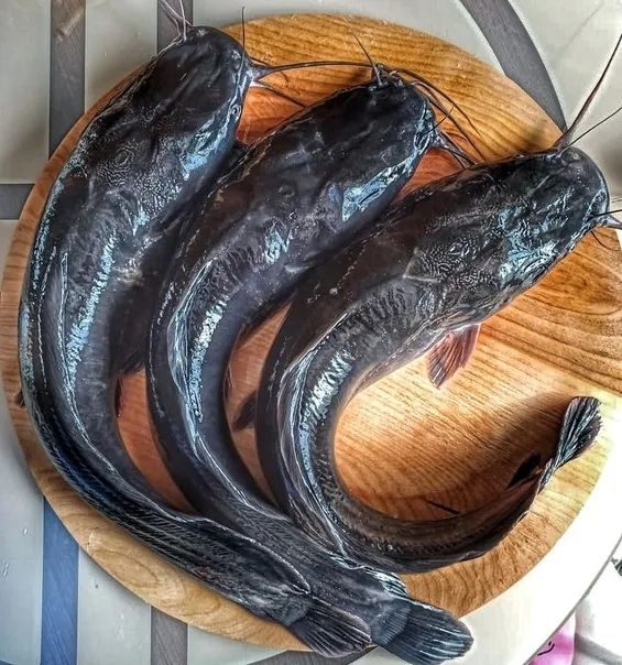 Риба Кларієвий сом власного вирощування