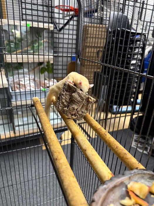 Klatka gratis + 2 białe Lotopałanki,  lotopałanka , sugar glider.