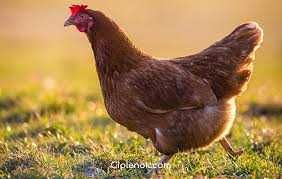 М'ясояєчка інкубаційне яйце оптом