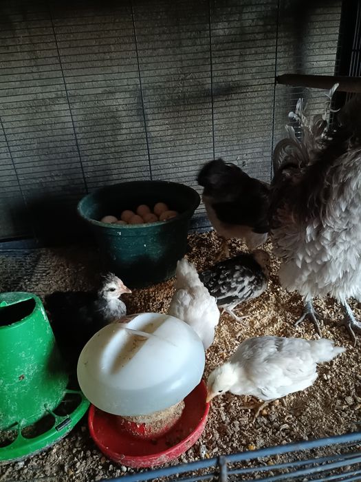 Casal de Cocós com 5 Pintos