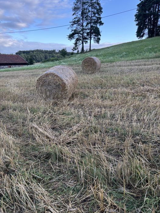 Słoma żyto pszenżyto
