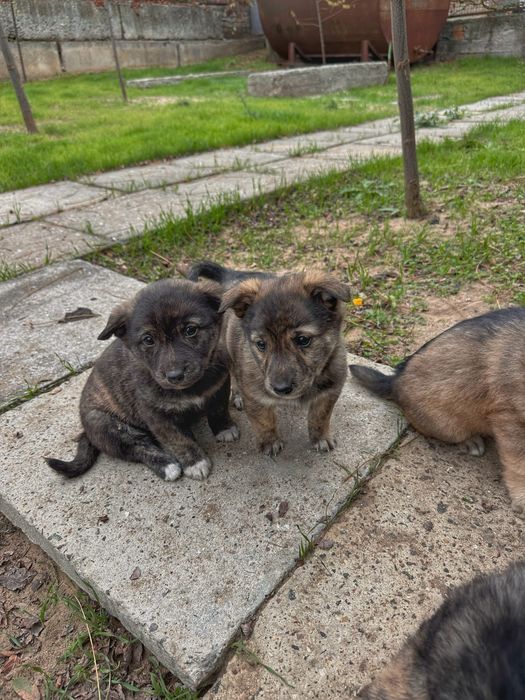 БЕЗКОШТОВНО. Віддамо в добрі руки цуценят