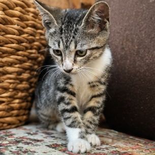 Шикарний хлопчик, 2,5 місяці!
