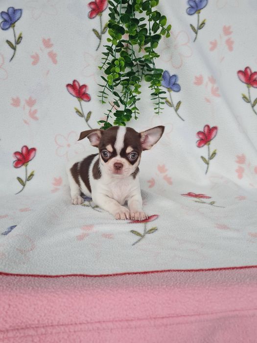 Excecional menina mini Chihuahua/Chiuaua LinhagemRussa de Qualidade