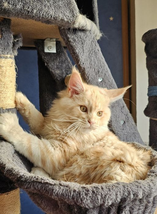 Кошенята мейн-кун, котик
