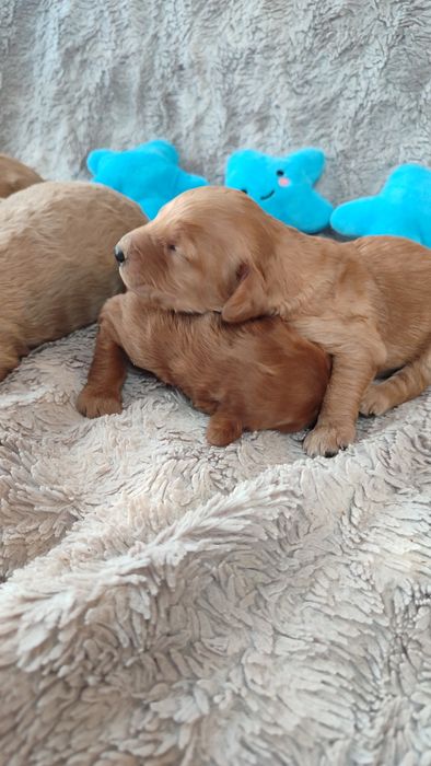 Goldendoodle F1b Doodle golden retriever badania genetyczne