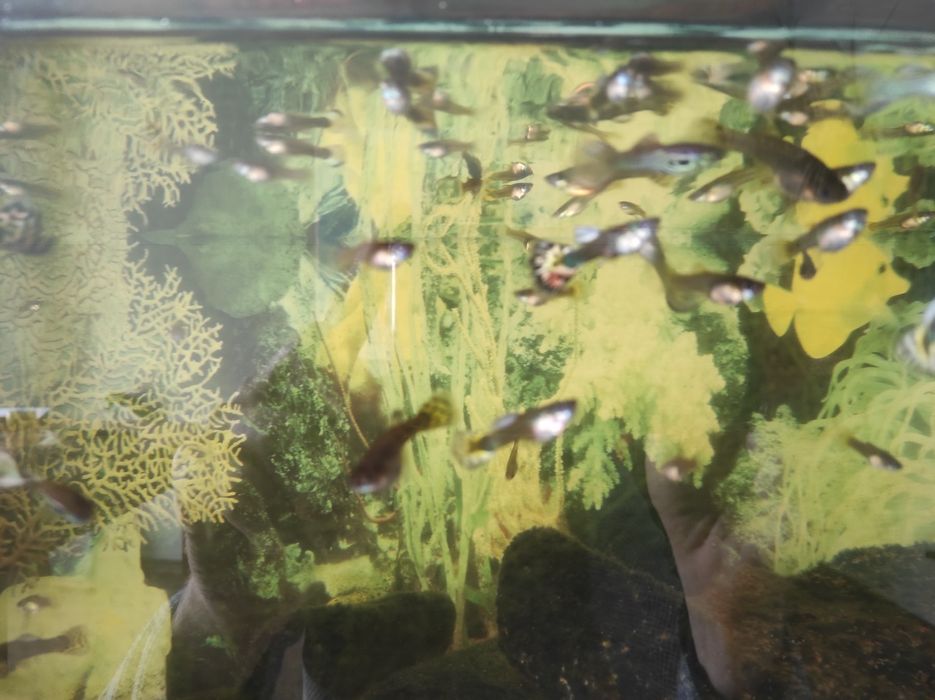 Gupik pawie oko ladne odporne