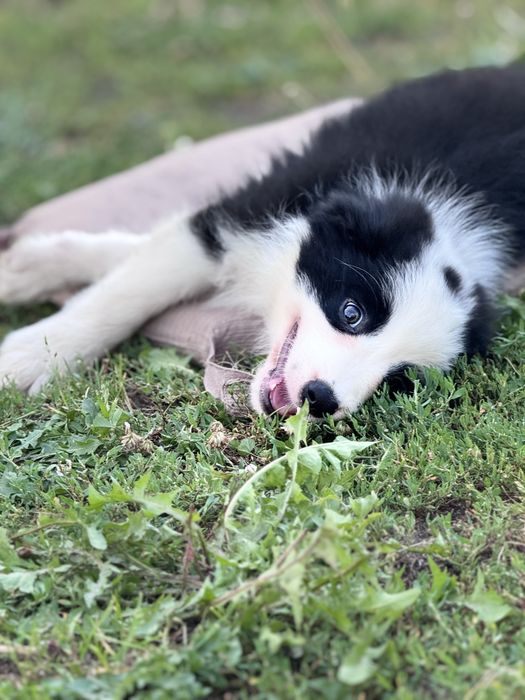 Czarno biale Border Collie piesek