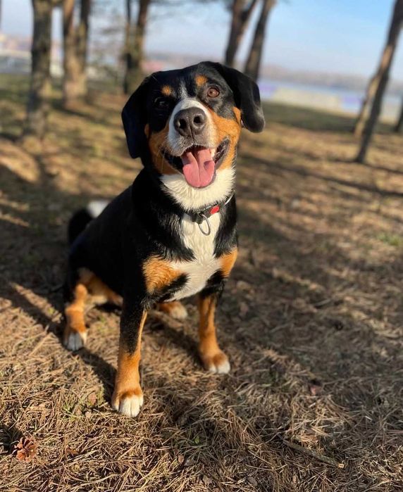 Entlebucher Sennenchund FCI - Suczka